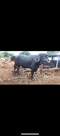 પાડો વેચવાનો છે