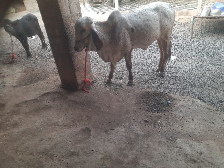 વાછરડી વેચવા ની છે