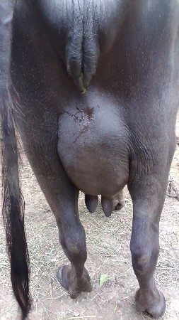 ખડેલી વેસવાની છે