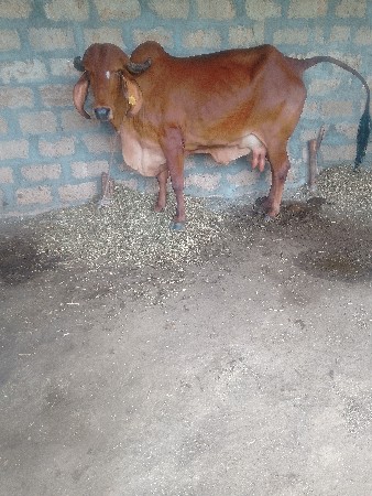 ગીરગાયવેચવાનીછે