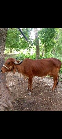 ગાય વેચવાની છે