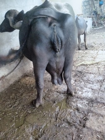 ભેંસ વેચવાની છે