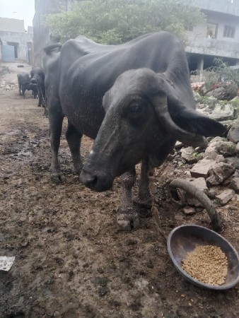 ખડેલીવેચવાની છે