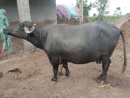 ભેસ વેચવાની છે