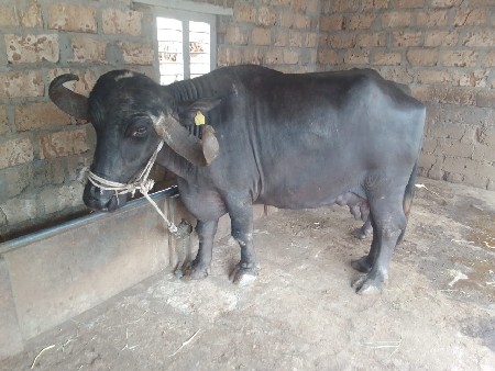 ભેંસ
