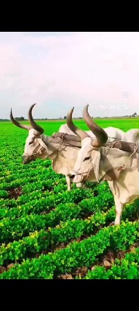 બળદ