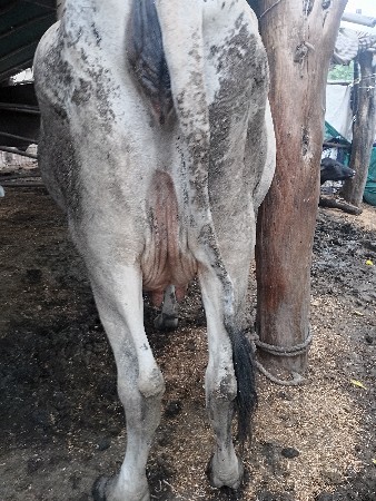 Hf ઞાય વેચવાની છે