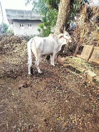 બીજી ધર