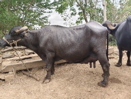 ભેંસ વેચવાની છે