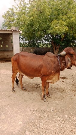 ગાય વેચવાનિ છે
