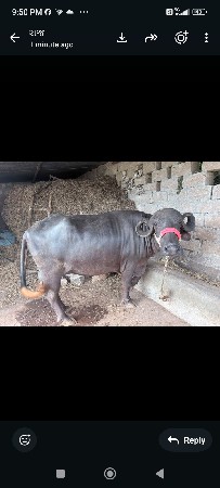 આ ૨ ભેસ વેચવાની છે