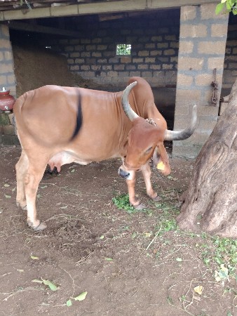 ગાય વેચવાની છે