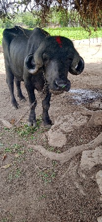 ખડેલુ વેસવાનુસે