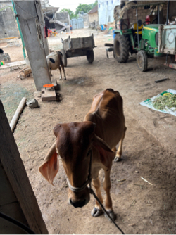 ગીર વોડકી આપવાની છે