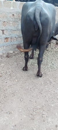 બે મહિનાની કાચી છે