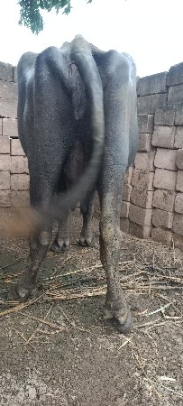 ભેંસ વેચવાની છે