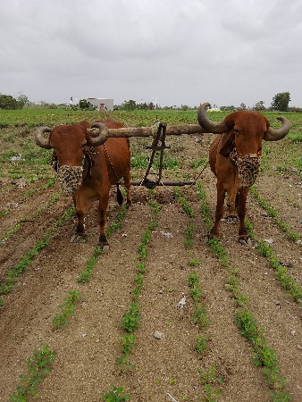 બળદ વેચવાના
