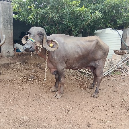 ભેંસ વેચવાની છે  વેતર ૪