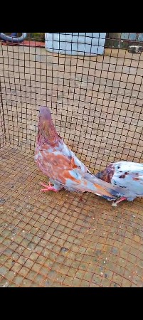 લાલ દુમ 28 નંગ