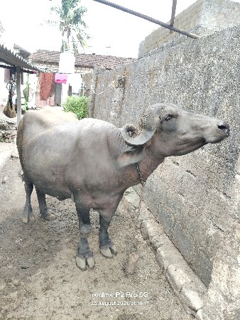 ભેસ વેચવા ની સે પેલુ વેતર