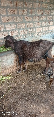 પાડો આપવાનો છે