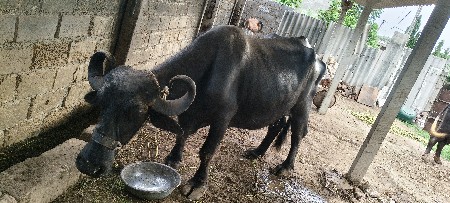 ભેસ વેચવાની છે