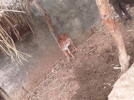 ગાય વેચવાની છે