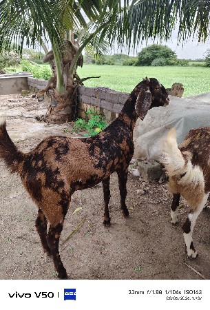 original sirohi rajastani