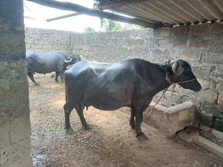 વેચવા નું છે