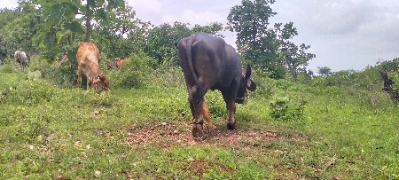 ખડેલી