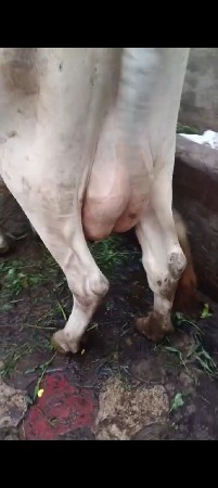 ગાય વેસવાની છે