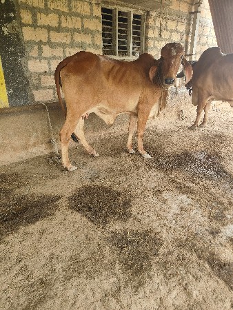 ગીર મુંડી ૧ વેતર તાજી વિયાલ