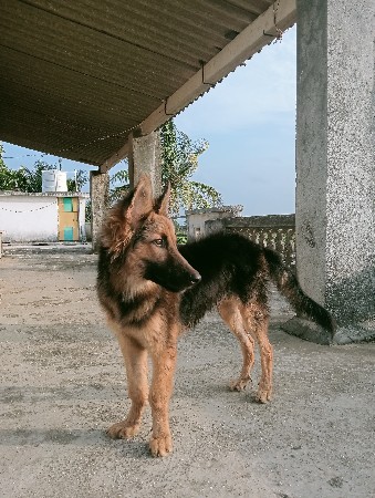 German shephard dog