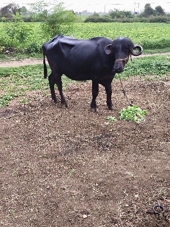 ભેંસ વેચવાની છે.પેલુવેતર