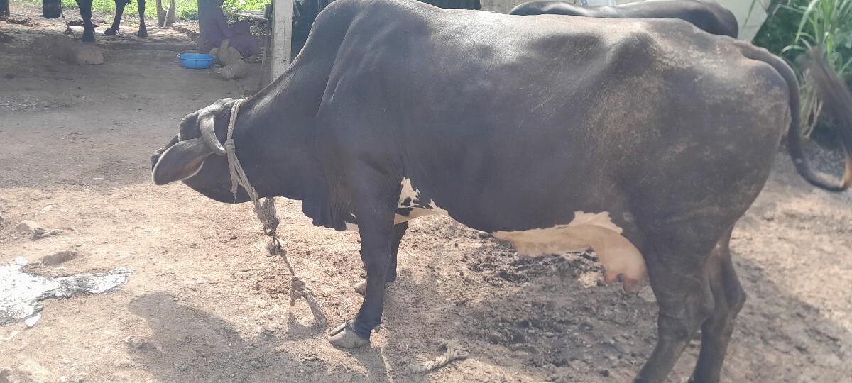 ગાય વેચવા ની છે