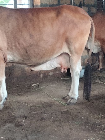 ક્રોસિંગ ગાય વેચવાની છે