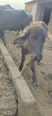 પાડો વેચવાના છે