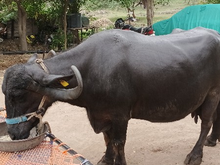 બે ભેશ વેચવાની છે.