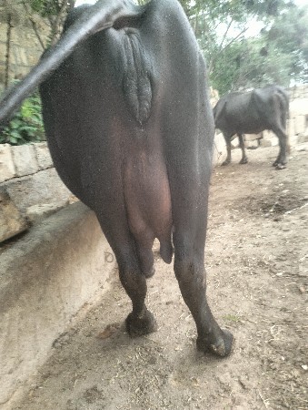 2 ભેંસ વેચવાની છે