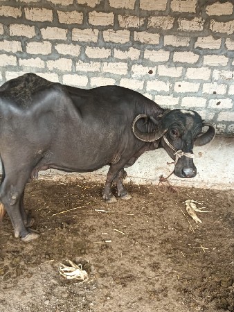 ભેંસ વેસવા ની છે