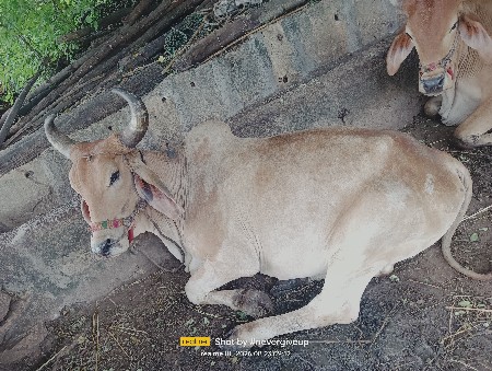 એક જોડી બળદ ચાલુ  વેચવાના છે.