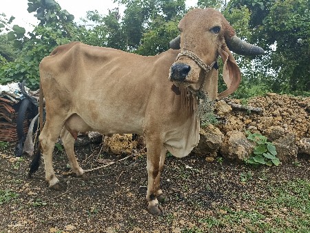 ગીર ગાય વેચવાની છે
