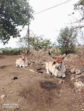 વેચવાના છે