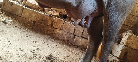 ભેંસ વેચવાની છે