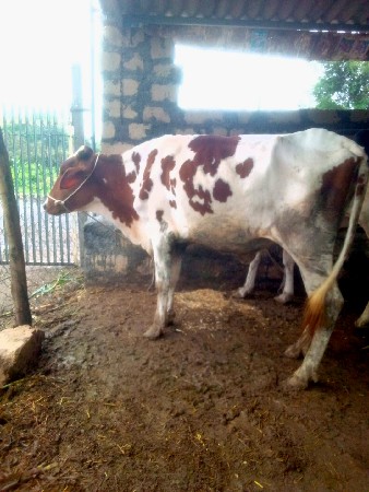 આ બે ઓડકા વેચાણ માટે સે