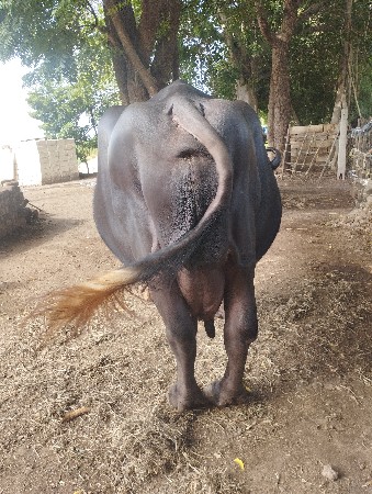 આ‌ ભેંસ વેચવાની છે