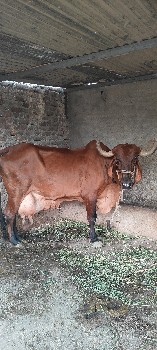 આ ગાય વેચવાની છે