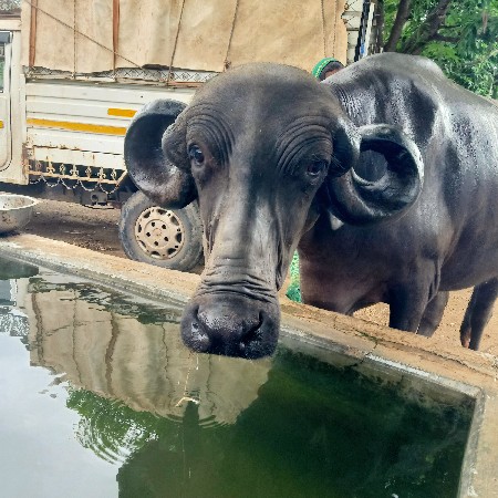 ઓરિજિનલ કુંઢી પેલા વેતર માં ખડાય