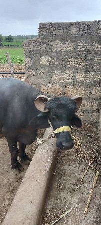 ભેંસ વેચવાની છે