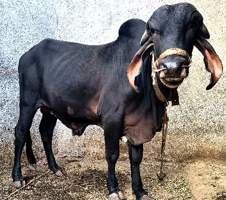 ગીર ખૂંટ